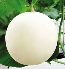 white muskmelon fruit for planting sweet and refreshing your home garden heirloom Fruit seeds