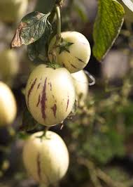pepino dulce melon fruit for planting white purple variety home garden heirloom gmo free Fruit seeds