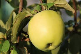 Antonovka Apple Tree Hardy Delicious Homegrown Apples For Home Fruit Seeds