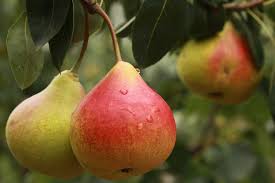 comice pear fruit for planting the sweetest juiciest green variety heirloom Fruit seeds