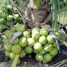 Tropical Coconut Fruit Growing Exotic Trees And Gmo Free Fruit Seeds