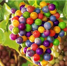 rainbow grape fruit for planting colorful and flavorful grapes home gardens Fruit seeds