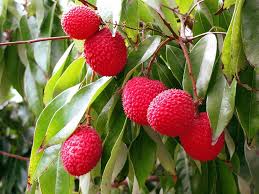 bright red lychee fruit for planting sweet tropical delights backyard heirloom gmo free Fruit seeds