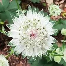 White Astrantia Flower Seeds