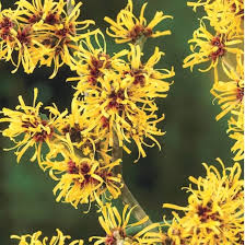Yellow Hazel Flower Flower Seeds - Heirloom Non GMO High Germination Organic Garden Planting Seeds