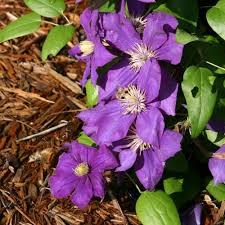 Violet Blooming Clematis Flower Flower Seeds - Heirloom Non GMO High Germination Organic Garden Planting Seeds