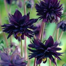 Black Aquilegia Flower Seeds for Planting Exotic Colorful Flowering Plants Heirloom Non-GMO High Germination Organic