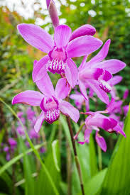 Pink Bletilla Flower Seeds