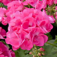 Pink Pelargonium Flower Seeds