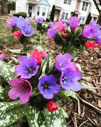 Pulmonaria Flower Seeds