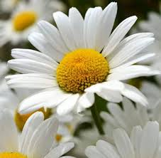 White Daisy Flower Seeds - Heirloom Non GMO High Germination Flower Seeds for Planting