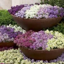 Mixed Alyssum Flower Seeds Rare Blooming Plants - Heirloom Non GMO High Germination Organic Garden Seeds for