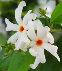 White Piece Harsingar Flower Seeds