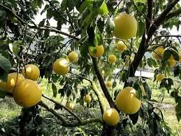 yellow mini pummello fruit for planting growing tangy heirloom and gmo free Fruit seeds