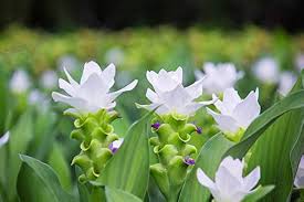 Green Curcuma Flower Seeds