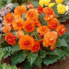 Orange Begonia Flower Seeds