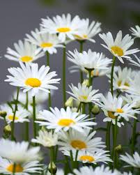 Yellow Arctotis Flower Seeds - Heirloom, Non-GMO, High Germination Flower Seeds for Planting