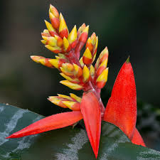 Red Aechmea chantinii Flower Seeds