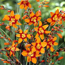 Orange Crocosmia Flower Seeds