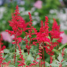 Red Astilbe Flower Seeds