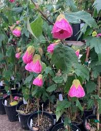 Pink Abutilon Flower Seeds Easy Grow Blossoms for Home Garden Decoration, Heirloom Non-GMO High Germination Seeds for Pl