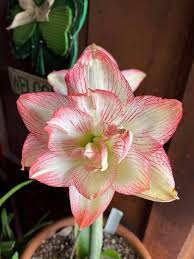 White Pink Amaryllis Flower Fresh Planting Beautiful Blooms Flower Seeds Home Garden - Heirloom Non GMO High