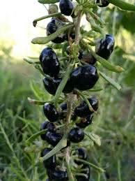 Black Goji Berry Gardens Fruit Seeds