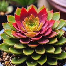 Sempervivum Flower Seeds