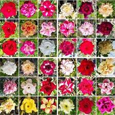 Mixed Desert Rose Flower Seeds - Heirloom Non-GMO High Germination Organic Garden Seeds for Planting