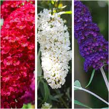 Mixed Buddleia Flower Seeds Exotic Flowering Plants Seeds for Planting Heirloom Non-GMO High Germination Organic Garden