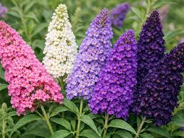 Mixed Buddleia Flower Seeds Exotic Flowering Plants Seeds for Planting Heirloom Non-GMO High Germination Organic Garden