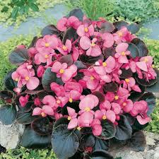 Red Pink Impatiens Flower Seeds