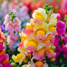 Mixed Snapdragon Flower Seeds for Planting Heirloom Non-GMO High Germination Organic Garden Seeds Colorful Blooms -