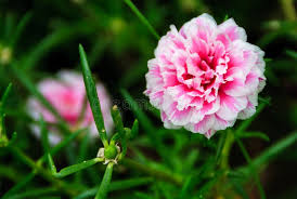 Pink Portulaca Grandiflora Flower Seeds