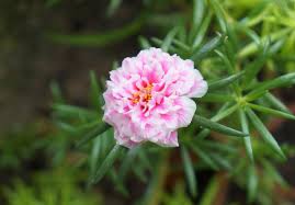 Pink Portulaca Grandiflora Flower Seeds - Heirloom Non GMO Premium Garden Seeds for Planting, High Germination Outdoor