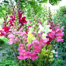 Mixed Snapdragon Flower Seeds