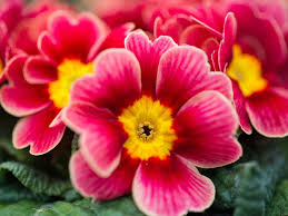 Pink Primrose Flower Seeds Heirloom - Heirloom Non GMO Premium Garden Seeds for Planting, High Germination Outdoor Plant