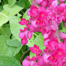 Pink Antigonon Flower Seeds