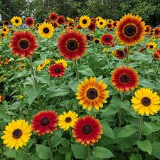 Mixed Sunflower Flower Seeds