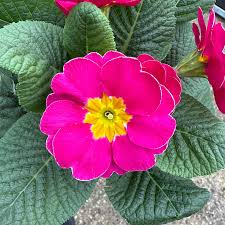 Pink Primrose Flower Seeds Heirloom Non-GMO High Germination Organic Garden Seeds for Planting Decorative Gardens