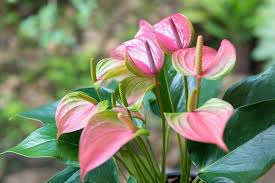 Green Pink Anthurium Flower Seeds - Growing Stunning Anthurium Seeds at Home Garden