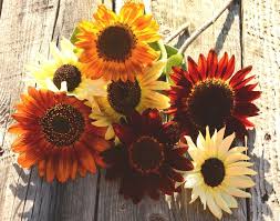 Mixed Sunflower Flower Seeds
