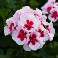 White Marron Geranium Flower Seeds Colorful Blooms - Heirloom Non GMO High Germination Organic Garden Seeds for