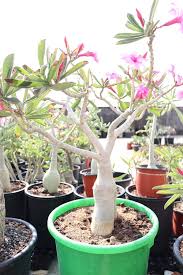 Adenium Desert Rose Flower Seeds Heirloom Non GMO High Germination Organic Garden Seeds Colorful Blooms Seeds for Planti