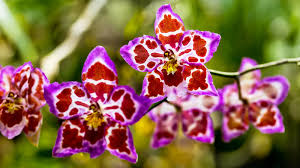 Red Pink Orchid Flower Seeds - Heirloom Non GMO Premium Garden Seeds for Planting, High Germination Outdoor Plants