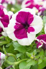White Marron Petunia Flower Seeds Rare Blooming Plants Balcony and Patio Gardening Seeds for Planting Heirloom Non-GMO