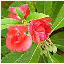 Balsam Flower Seeds Premium Floral Seeds Heirloom Non-GMO Premium Organic Garden Seeds
