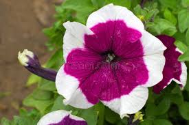 White Marron Petunia Flower Seeds