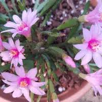 Pink Rhipsalidopsis Flower Seeds