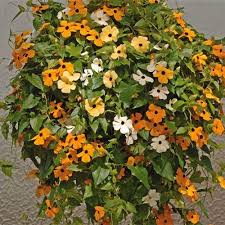 Mixed Thunbergia Flower Seeds for Planting Heirloom Non-GMO High Germination Organic Garden Seeds Colorful Blooms -
